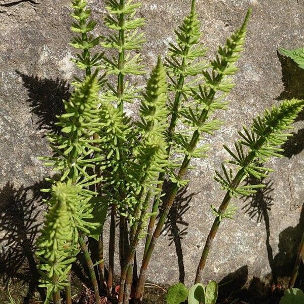 Equisetum pratense موطن