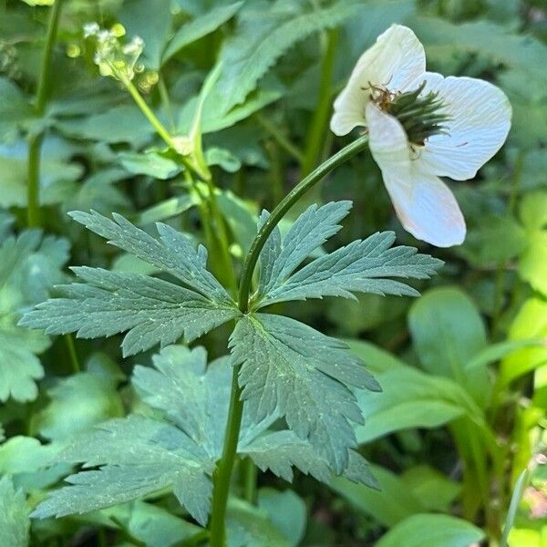 Trollius laxus 整株植物