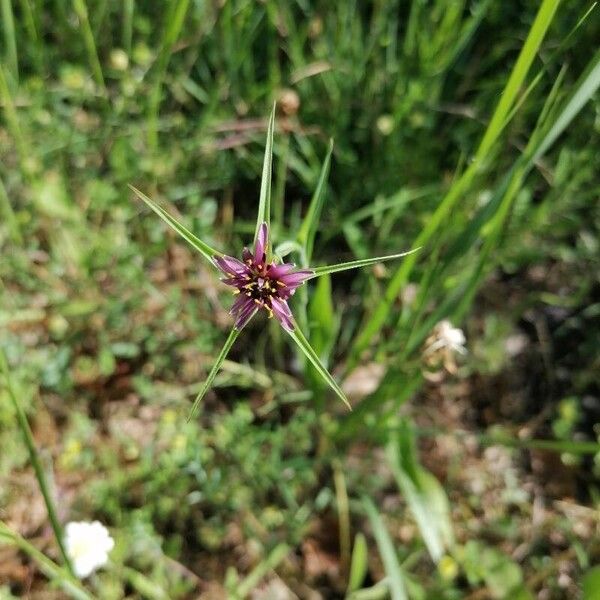 Tragopogon angustifolius Blomst