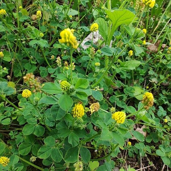 Medicago lupulina Flower