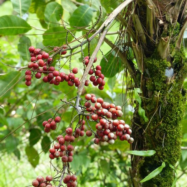 Licuala grandis Fruit