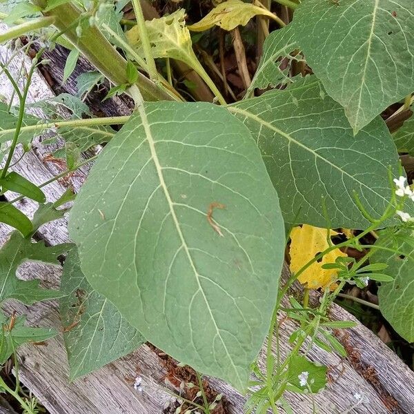 Atropa bella-donna Leaf