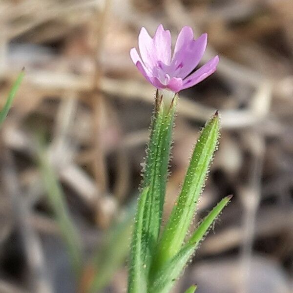 Dianthus nudiflorus Blüte