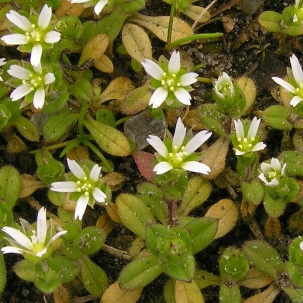 Cerastium semidecandrum ফুল