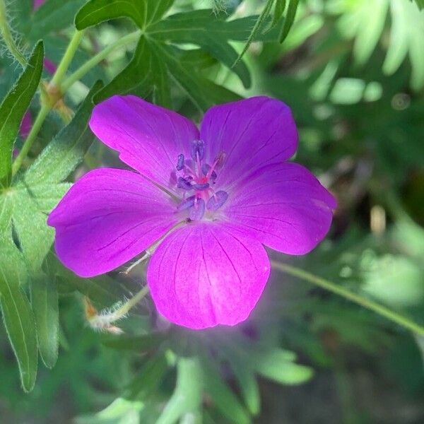 Geranium sanguineum 花