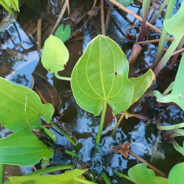 Aquarius cordifolius Folha