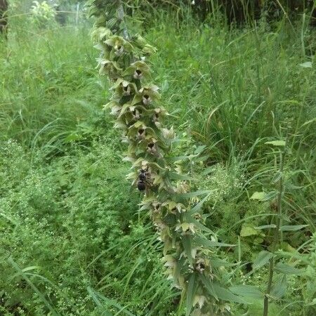 Veratrum californicum Flower