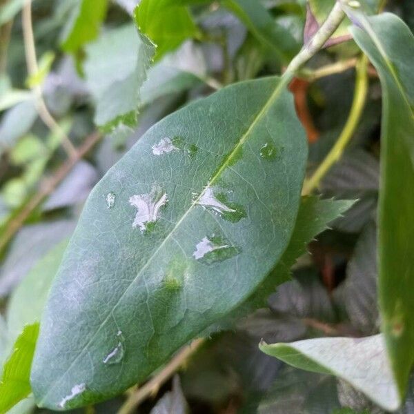 Lonicera periclymenum Folha