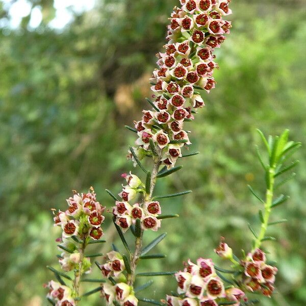 Erica scoparia 花
