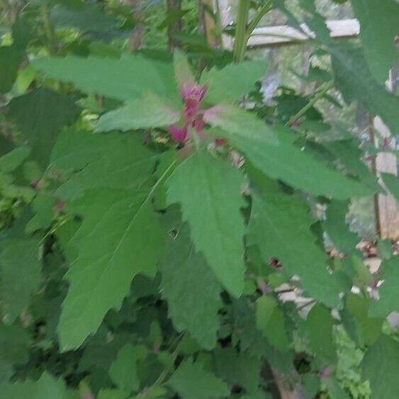 Chenopodium giganteum Folio