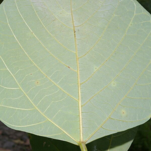 Erythrina globocalyx List