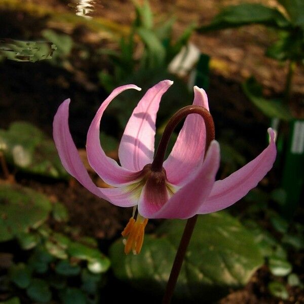 Erythronium revolutum Kukka