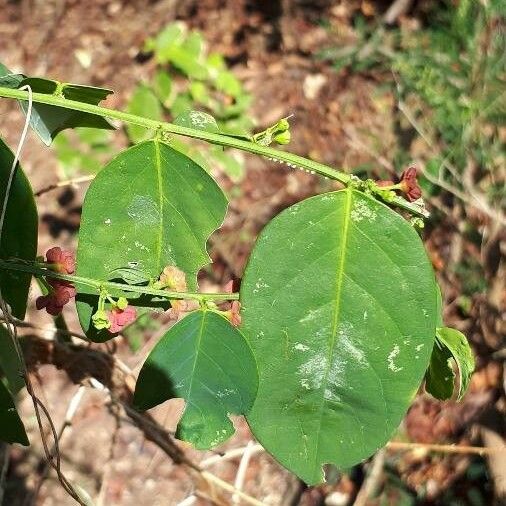 Sauropus androgynus Leaf