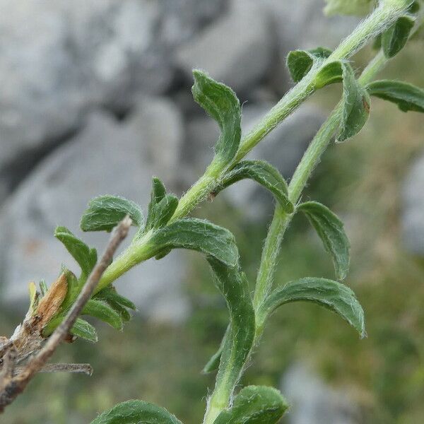 Sideritis hyssopifolia 叶