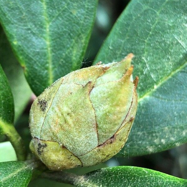 Rhododendron aureum Blüte