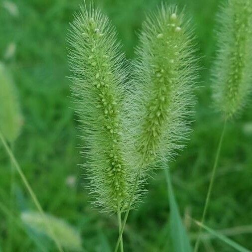 Setaria viridis Žiedas