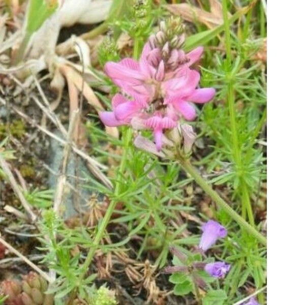 Onobrychis arenaria Flor