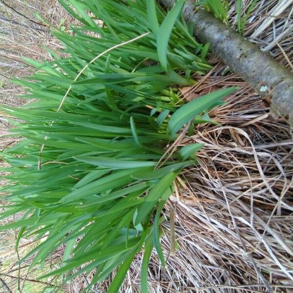 Hemerocallis fulva 葉