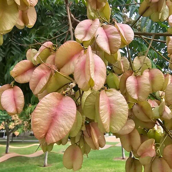 Koelreuteria elegans Frucht