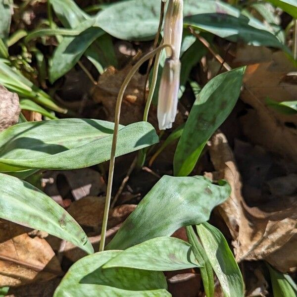 Erythronium albidum Folha