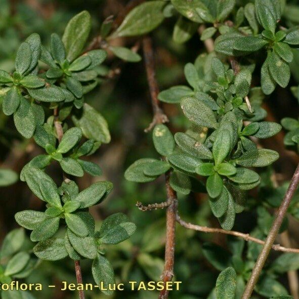 Thymus nitens Plante entière