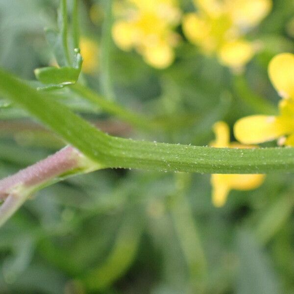 Rorippa sylvestris Escorça