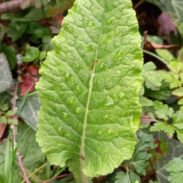 Primula veris পাতা