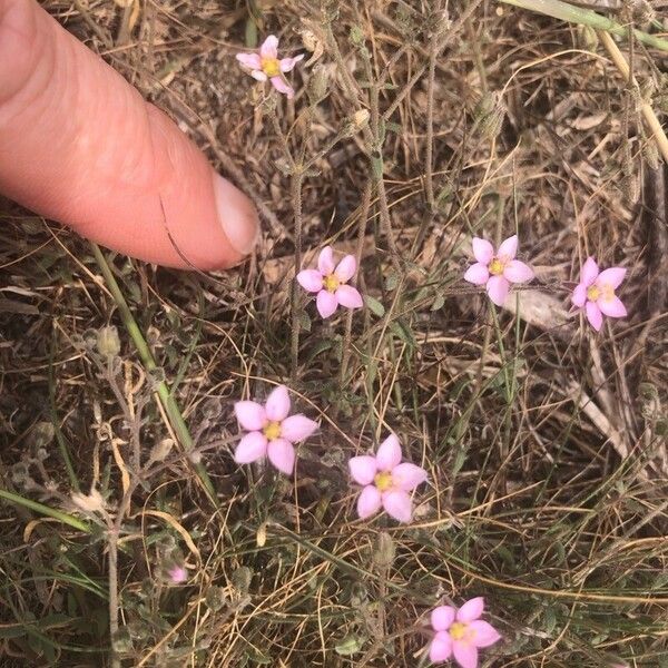 Rhodalsine geniculata 花