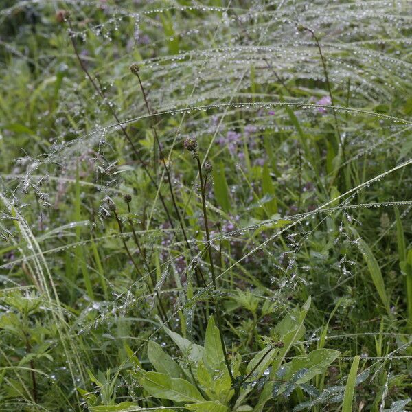 Festuca rubra Облик