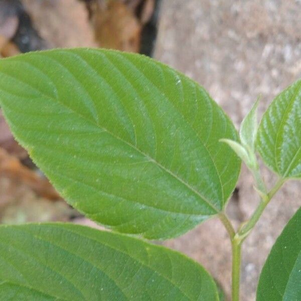 Trema orientale Leaf