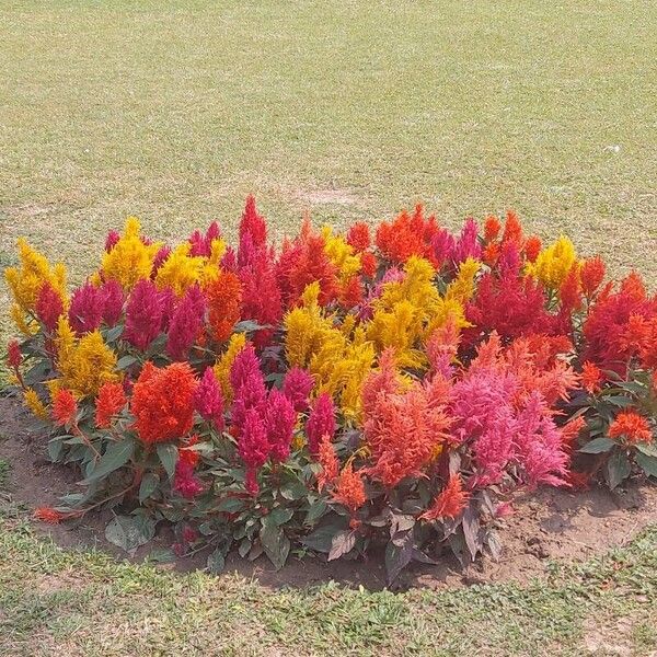 Celosia argentea Kvet