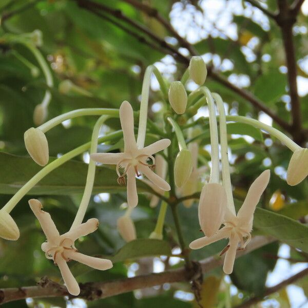 Posoqueria latifolia Žiedas