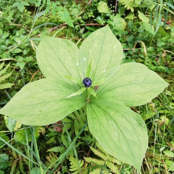 Paris quadrifolia Blomst