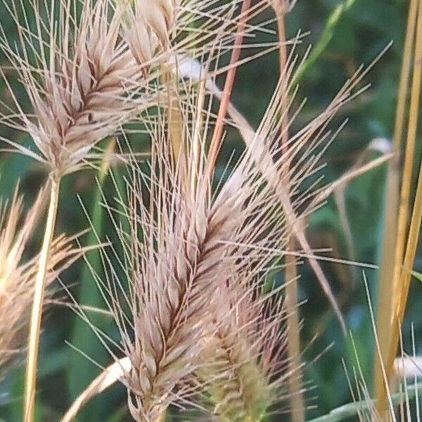 Hordeum marinum Flors