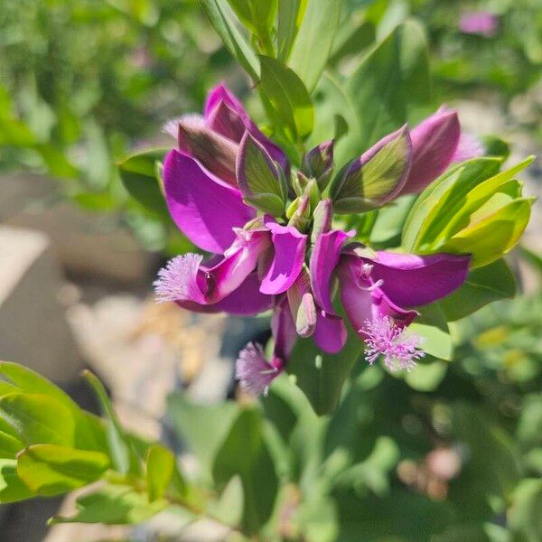 Polygala myrtifolia Flower