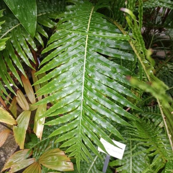 Blechnum brasiliense Ліст