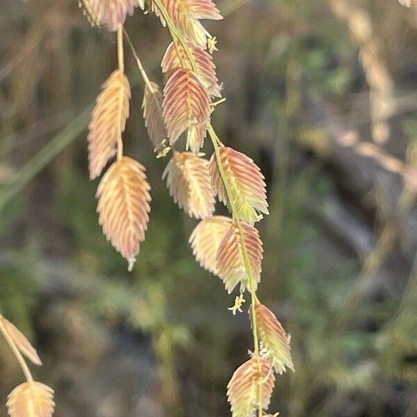 Eragrostis superba Flower