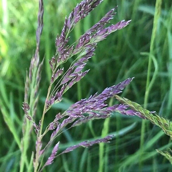 Holcus lanatus Floare