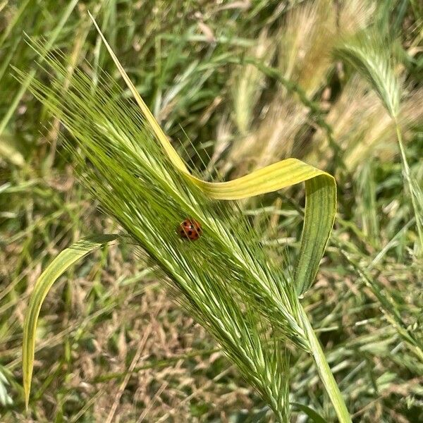 Hordeum murinum Leaf