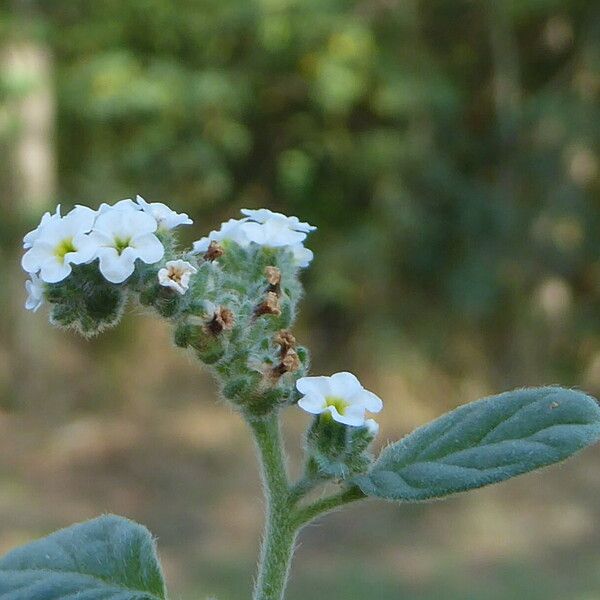 Heliotropium europaeum Кора