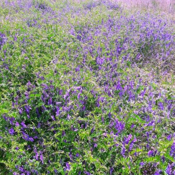 Vicia villosa Habitat