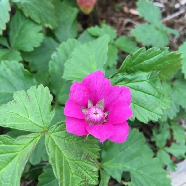 Rubus arcticus फूल