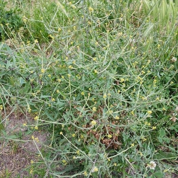 Sisymbrium officinale Vivejo