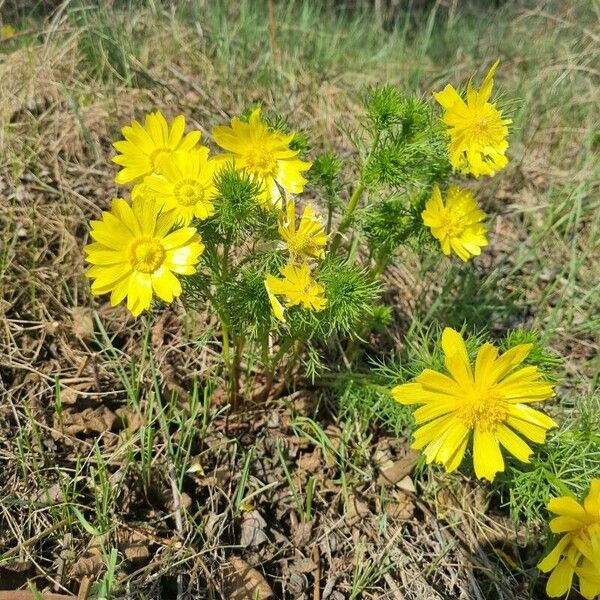 Adonis vernalis Fiore