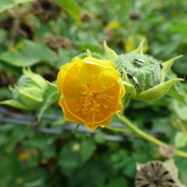 Abutilon indicum फूल