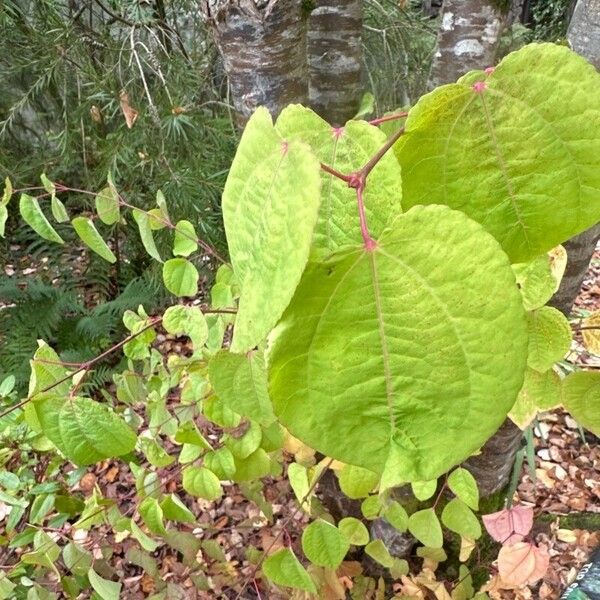 Cercidiphyllum japonicum Liść