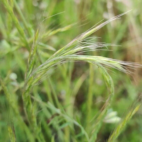 Festuca myuros Ffrwyth