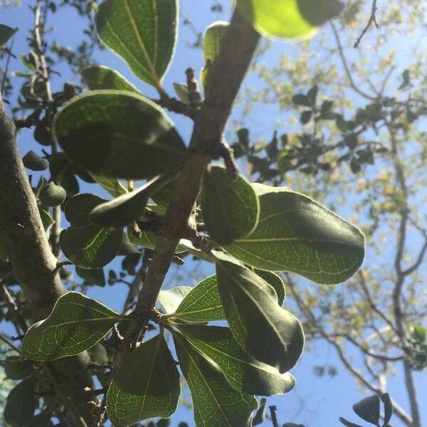 Strychnos madagascariensis Blad