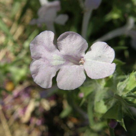 Salvia whitehousei Flower