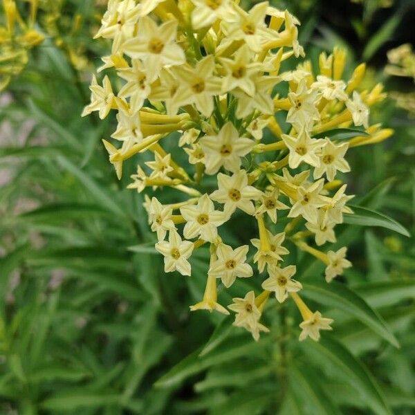 Cestrum parqui Çiçek